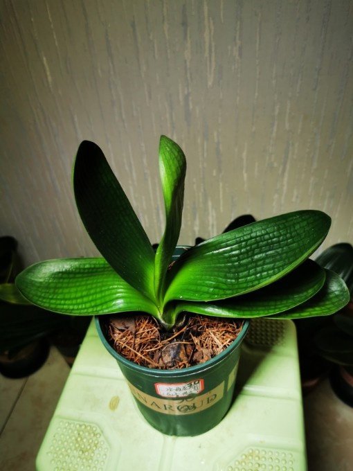 30水晶花脸短叶58君子兰